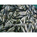 frozen fresh sardine fish for canned fish